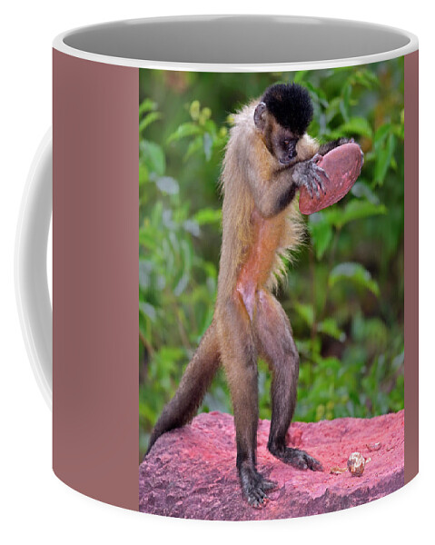 Tufted Capuchin Coffee Mug featuring the photograph In the Kitchen by Tony Beck