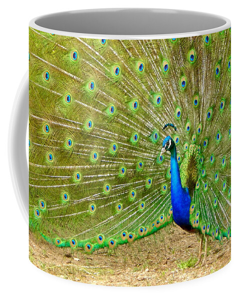 Photo Coffee Mug featuring the photograph Indian Peacock by Dan Miller