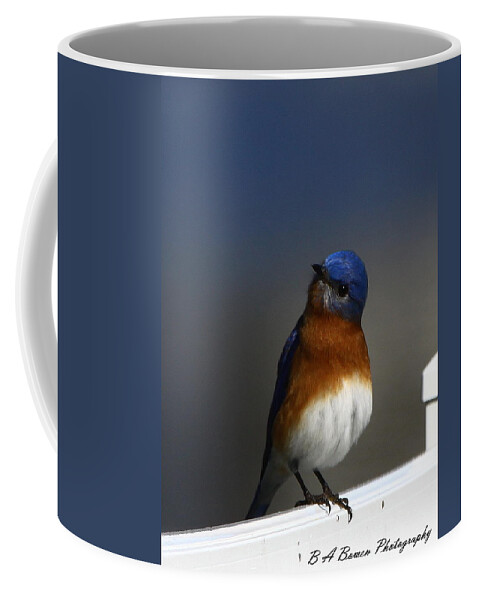 Eastern Bluebird Coffee Mug featuring the photograph Inquisitive Bluebird by Barbara Bowen