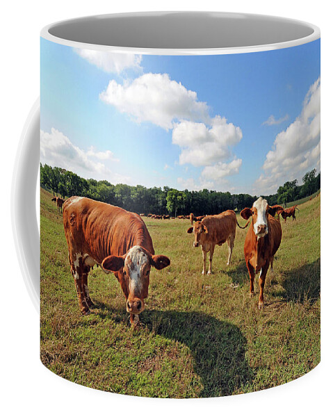 Inquisitive Coffee Mug featuring the photograph Inquisitive Cattle by Ted Keller