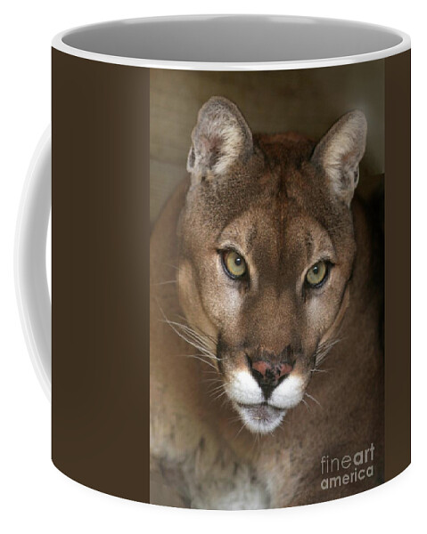 Cougar Coffee Mug featuring the photograph Intense Cougar by Sabrina L Ryan