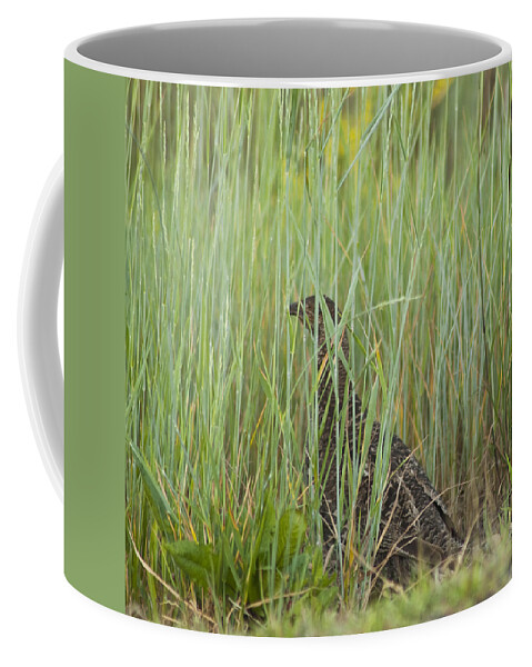 Birds Coffee Mug featuring the photograph Invisible female Spruce Grouse by Daniel Hebard