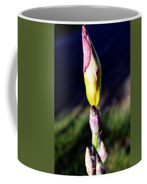 Iris Coffee Mug featuring the photograph Iris bud by Jean Evans