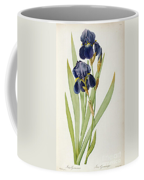 Iris Coffee Mug featuring the painting Iris Germanica by Pierre Joseph Redoute