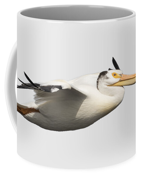 American White Pelican Coffee Mug featuring the photograph Isolated Pelican 2016-1 by Thomas Young