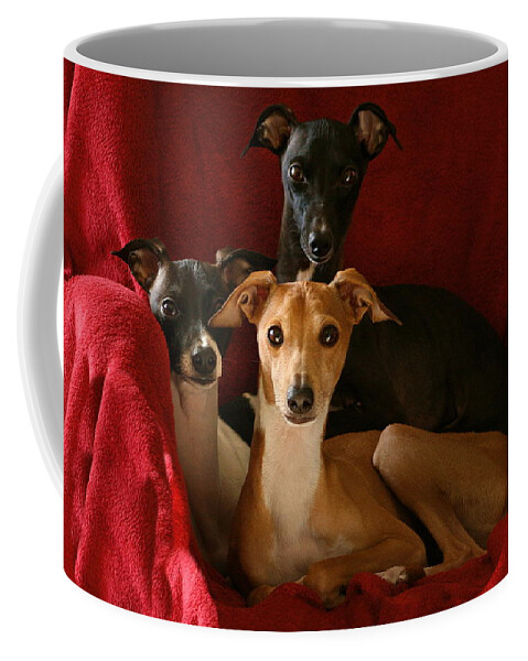 Black And White Coffee Mug featuring the photograph Italian Greyhound Trio 2 by Angela Rath
