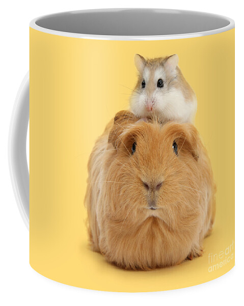 Roborovski Hamster Coffee Mug featuring the photograph It's a Guinea wig by Warren Photographic