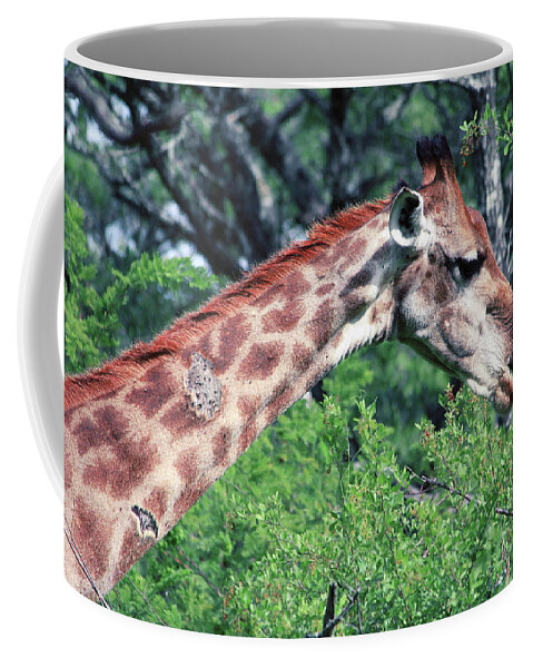 Giraffe Coffee Mug featuring the photograph I've got stories to tell by Samantha Delory