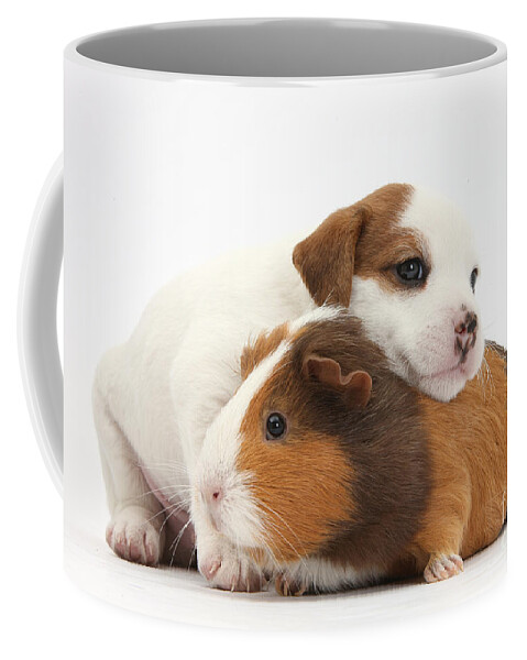 Nature Coffee Mug featuring the photograph Jack Russell Terrier Puppy Guinea Pig by Mark Taylor