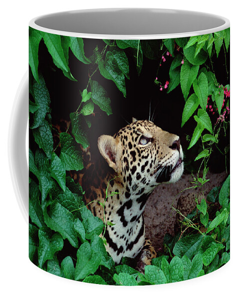 Mp Coffee Mug featuring the photograph Jaguar Panthera Onca Peeking by Claus Meyer