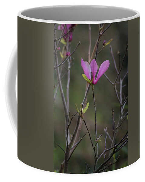 Pink Japanese Magnolia Coffee Mug featuring the photograph Japanese Magnolia by Diane Macdonald