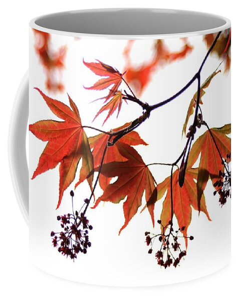 Nature Coffee Mug featuring the photograph Japanese Maple 2011-2 by Robert Morin