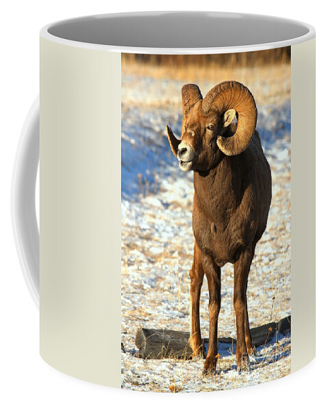 Bighorn Sheep Coffee Mug featuring the photograph Jasper Glowing Bighorn by Adam Jewell