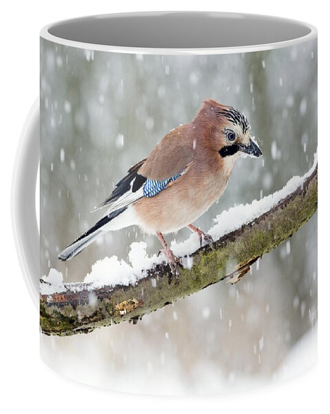 Birds Coffee Mug featuring the photograph Jay Perching In Winter by John Devries
