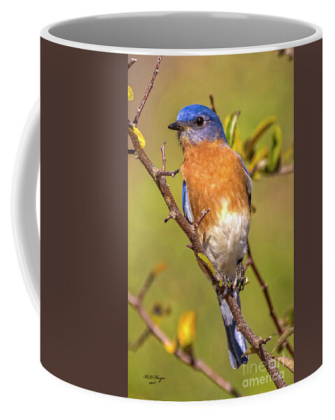 Bluebirds Coffee Mug featuring the photograph Jekyll Bluebird by DB Hayes