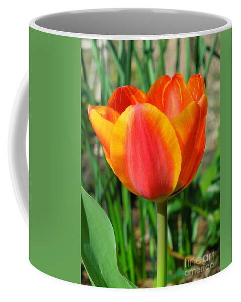 Tulip Coffee Mug featuring the photograph Joyful Tulip by Chad and Stacey Hall