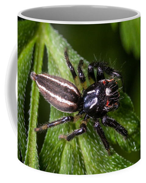 Insect Coffee Mug featuring the photograph Jumping Spider on Leaf by Jeff Phillippi