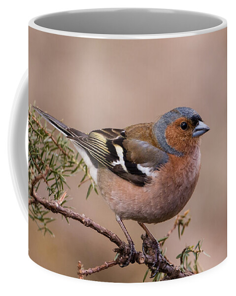 Juniper Bird Coffee Mug featuring the photograph Juniper Bird by Torbjorn Swenelius