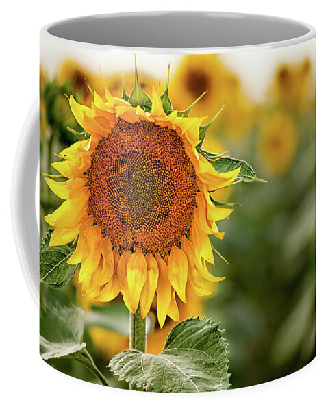 Sunflower Coffee Mug featuring the photograph Just Me by Elin Skov Vaeth