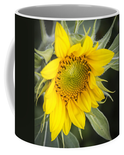 Sunflower Coffee Mug featuring the photograph Just The Begining by Thomas Young