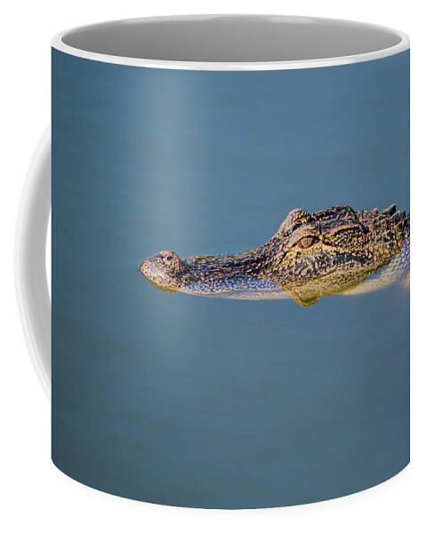 Alligator Coffee Mug featuring the photograph Juvenile Alligator Head in Blue Water by Artful Imagery
