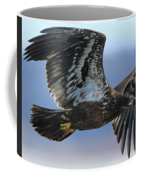 American Bald Eagle Coffee Mug featuring the photograph Juvenile Bald Eagle by Coby Cooper