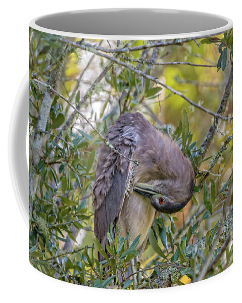 Herons Coffee Mug featuring the photograph Juvenile Black Crowned Night Heron Preening by DB Hayes