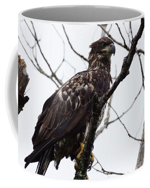 Bird Coffee Mug featuring the photograph Juvenile Eagle 2 by Steven Clipperton
