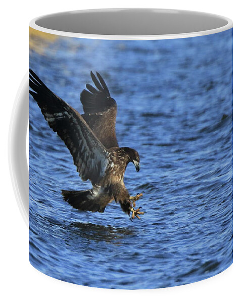 Eagle Coffee Mug featuring the photograph Juvenile Eagle Fishing by Coby Cooper