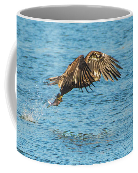 20171124 Coffee Mug featuring the photograph Juvenile North American Bald Eagle Fishing Success by Jeff at JSJ Photography