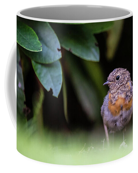 Robin Coffee Mug featuring the photograph Juvenile Robin by Torbjorn Swenelius
