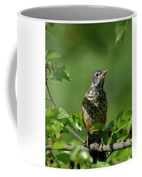 American Coffee Mug featuring the photograph Juvenille Robin by Ann Bridges