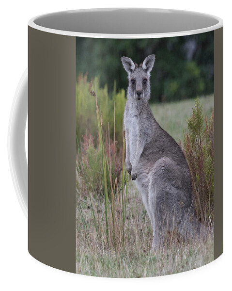 Kangaroo Coffee Mug featuring the photograph Kangaroo in the Wild by Masami IIDA