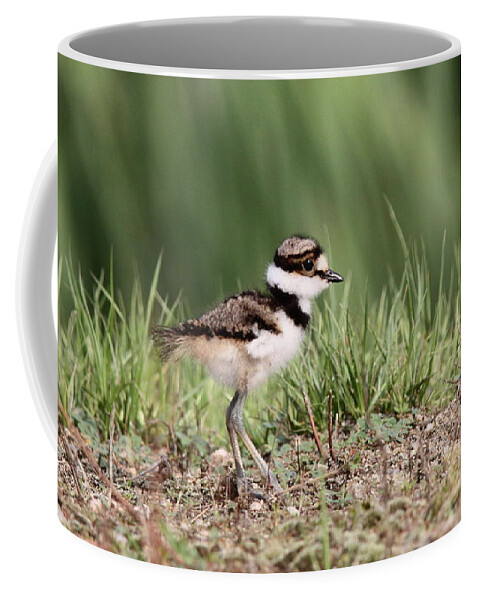 Nature Coffee Mug featuring the photograph Killdeer - 24 Hours Old by Travis Truelove