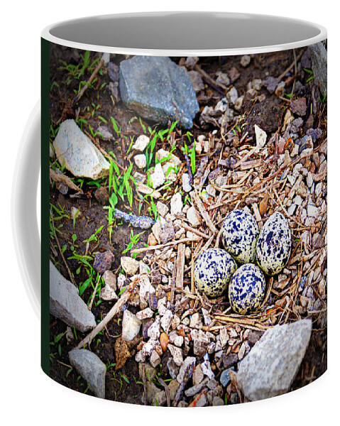 Eggs Coffee Mug featuring the photograph Killdeer Nest by Cricket Hackmann