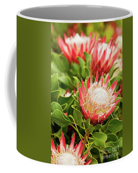 King Protea Coffee Mug featuring the photograph King Protea flowers by Simon Bratt