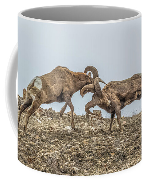 Big-horn Sheep Coffee Mug featuring the photograph Knocked Silly by Yeates Photography