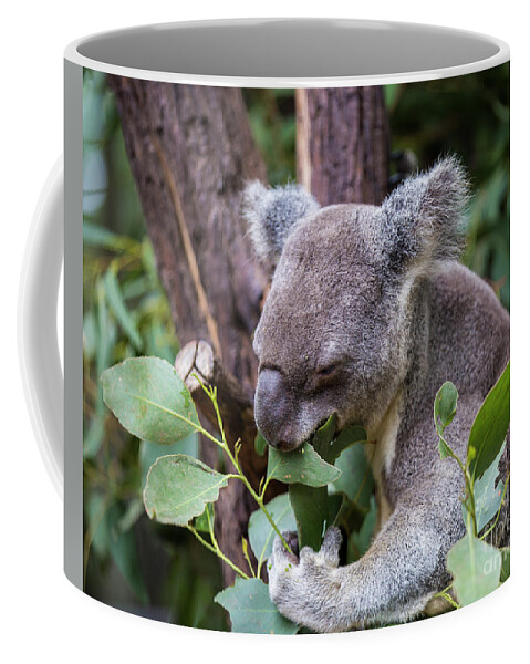 Australia Coffee Mug featuring the photograph Koala at lunch by Agnes Caruso