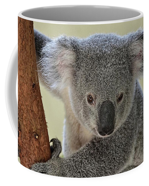 Koala Coffee Mug featuring the photograph Koala Bear by Ronda Ryan