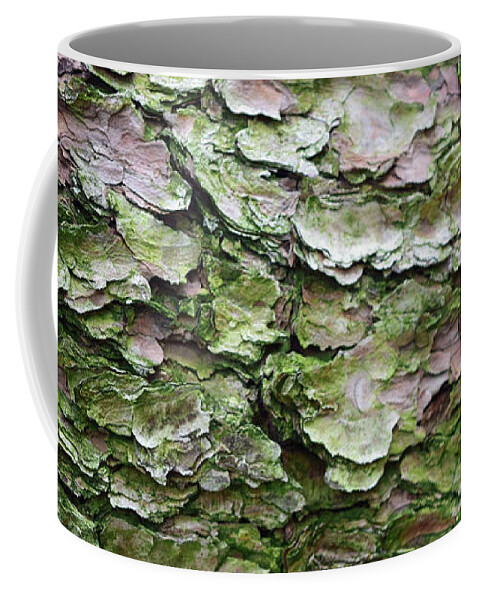 Korean Pine Coffee Mug featuring the photograph Korean Pine No. 5-1 by Sandy Taylor