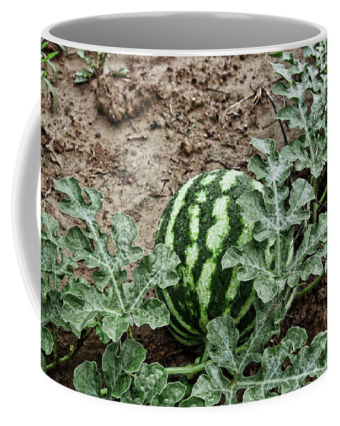 Watermelon Coffee Mug featuring the photograph KY Watermelon by Amber Flowers