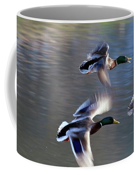 Wild Ducks Coffee Mug featuring the photograph Ladies first by Tatiana Travelways