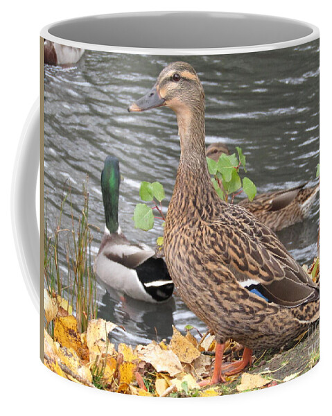 Duck Coffee Mug featuring the photograph Lady Duck by Kim Tran