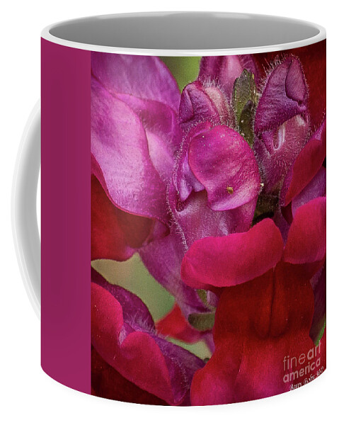 Nature Coffee Mug featuring the photograph Ladybug on red by Barry Bohn