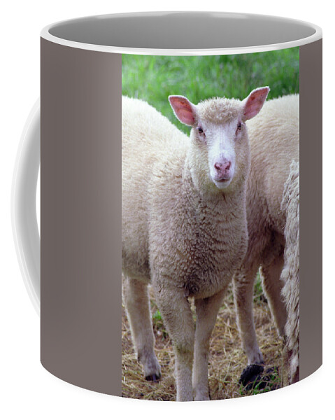 Lamb Coffee Mug featuring the photograph Lamb by Frank DiMarco