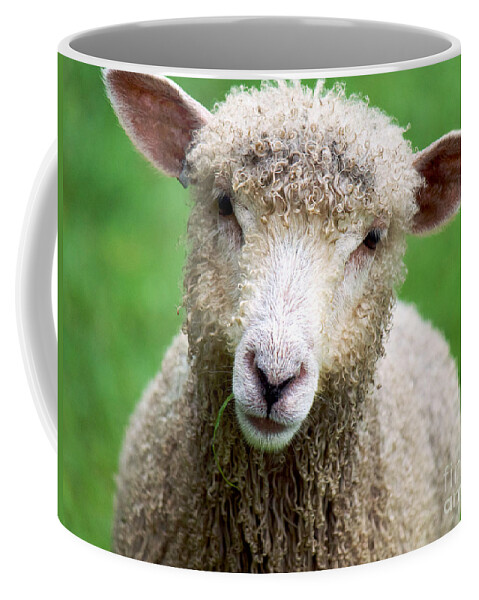 Lamb Coffee Mug featuring the photograph Lamb with Grass by Rachel Morrison