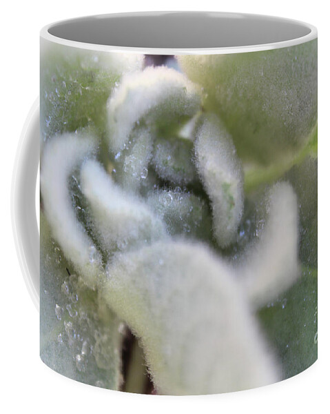 Lamb's Ear Coffee Mug featuring the photograph Lamb's Ear plant, Stachys byzantina, with morning dew drops by Adam Long