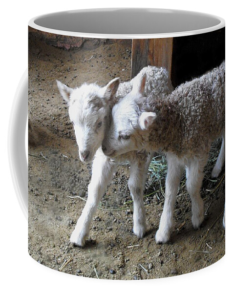 Lamb Coffee Mug featuring the photograph Lambs by Kae Cheatham