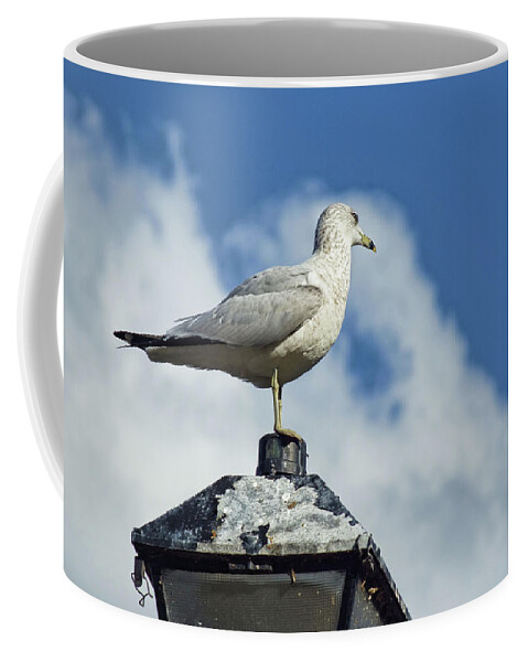 Sea Gulls Coffee Mug featuring the photograph Lamp Post Eddie by Jan Amiss Photography
