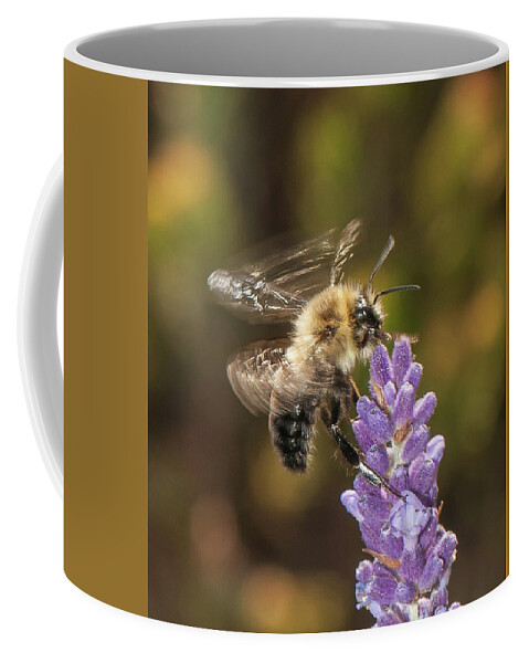 Bee Coffee Mug featuring the photograph Landing on Lavender by Len Romanick